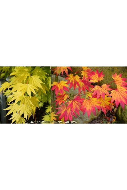 Acer Jordan плоди